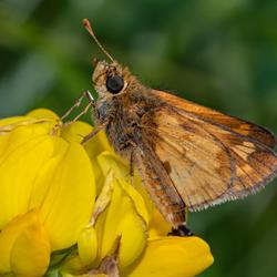 Peck's Skipper